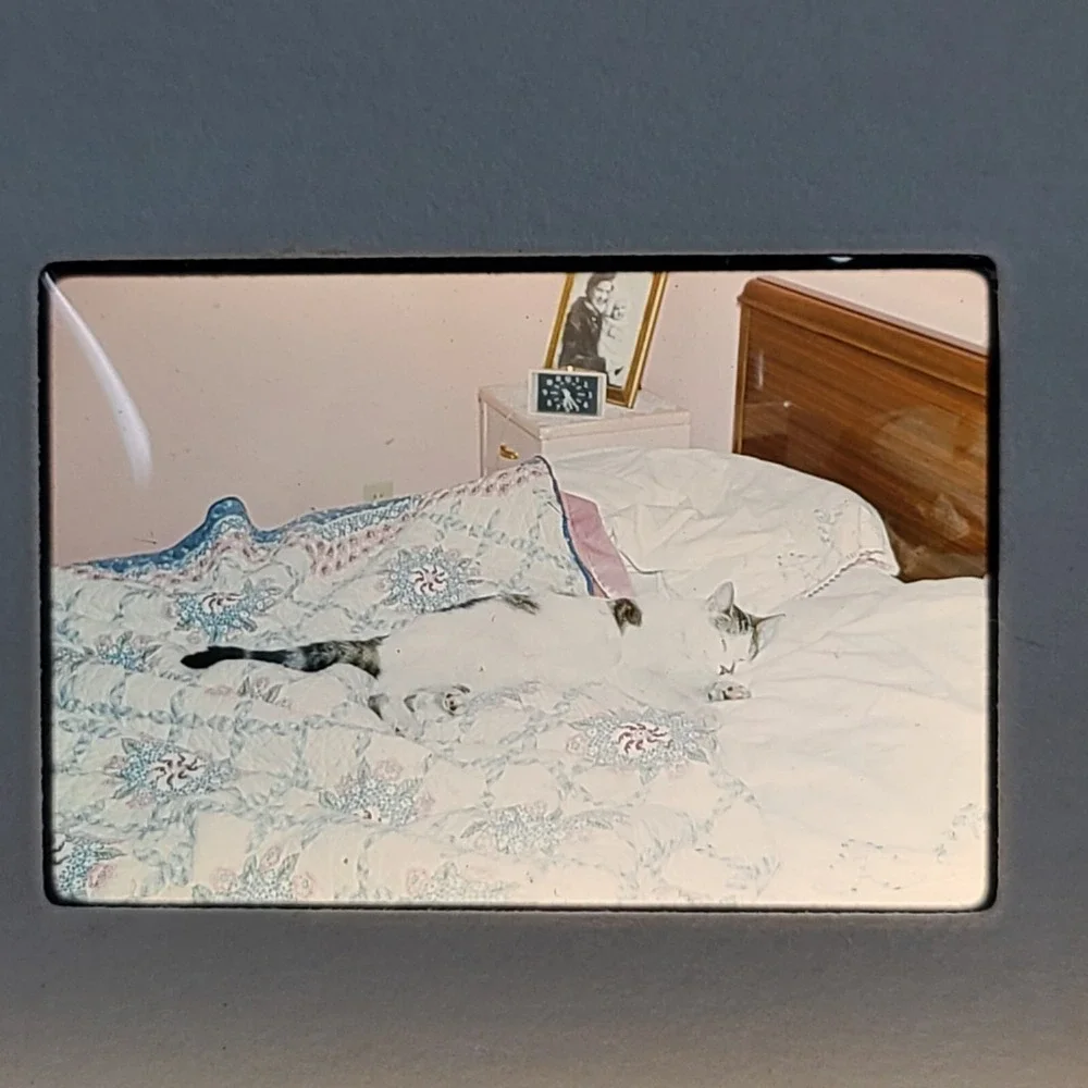 Lot of 29 Slides Various Cats‎ Photos 1959 Through 1973 Mixed Lot